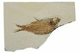 Fossil Fish (Knightia) - Green River Formation #237228-1
